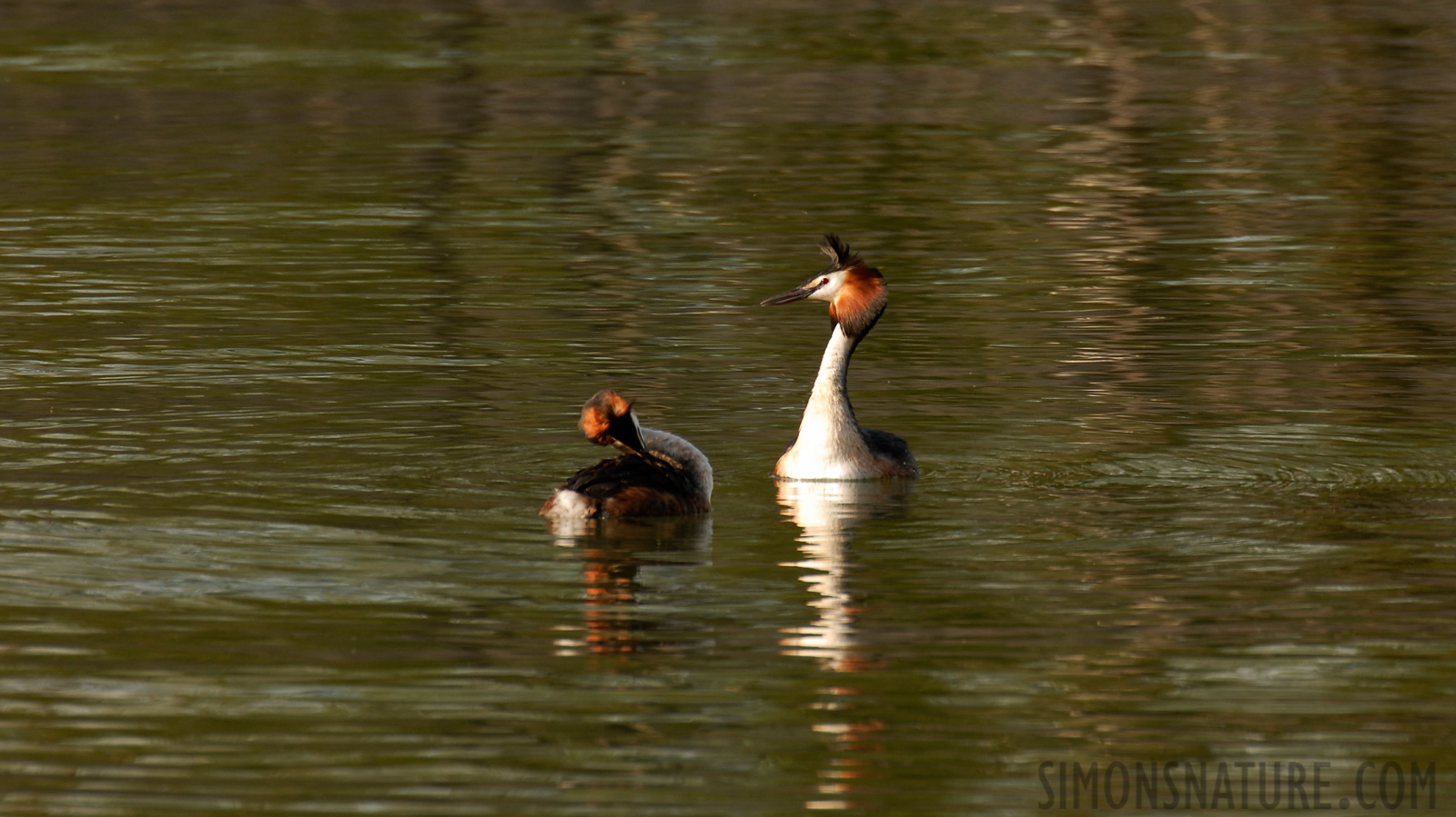 Podiceps cristatus cristatus [550 mm, 1/125 Sek. bei f / 9.0, ISO 200]